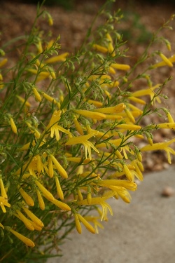 Mersea Yellow Pine-Leaved or Pineneedle Penstemon, Beardtongue, Penstemon pinifolius 'Mersea Yellow'